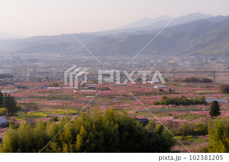 《山梨県》満開の桃の花・桃源郷の甲府盆地 102381205