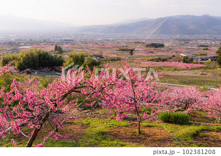 《山梨県》満開の桃の花・桃源郷の甲府盆地 102381208