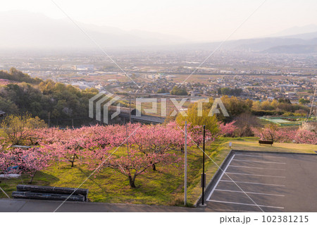 《山梨県》満開の桃の花・桃源郷の甲府盆地 102381215