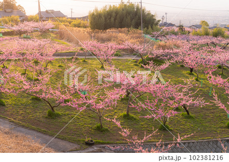《山梨県》満開の桃の花・桃源郷の甲府盆地 《山梨県》満開の桃の花・桃源郷の甲府盆地 102381216