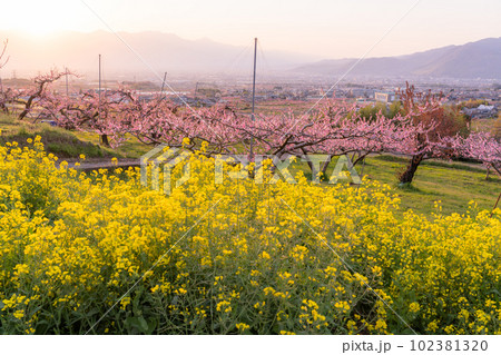 《山梨県》満開の桃の花と菜の花・桃源郷の甲府盆地 102381320