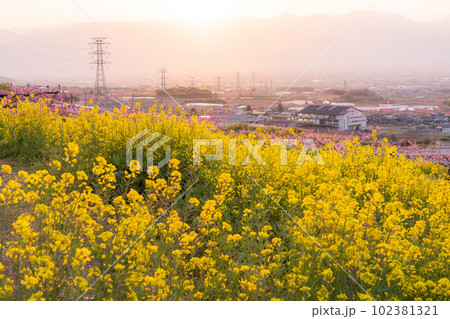 《山梨県》満開の桃の花と菜の花・桃源郷の甲府盆地 《山梨県》満開の桃の花と菜の花・桃源郷の甲府盆地 102381321