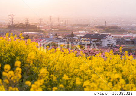 《山梨県》満開の桃の花と菜の花・桃源郷の甲府盆地 《山梨県》満開の桃の花と菜の花・桃源郷の甲府盆地 102381322