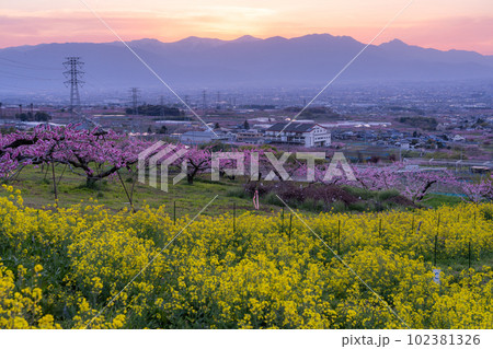 《山梨県》満開の桃の花と菜の花・桃源郷の甲府盆地 《山梨県》満開の桃の花と菜の花・桃源郷の甲府盆地 102381326