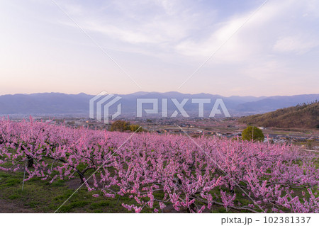 《山梨県》満開の桃の花・桃源郷の甲府盆地 102381337