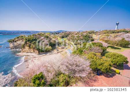 （福島県）いわき市小名浜　三崎公園・海辺に咲く桜 102381345