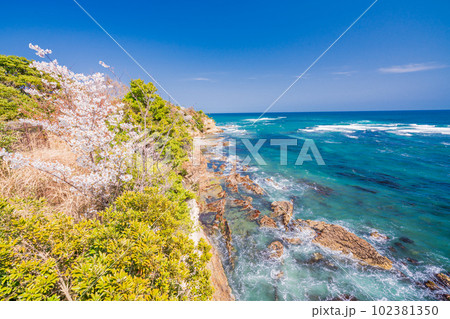 （福島県）いわき市小名浜　三崎公園・海辺に咲く桜 102381350