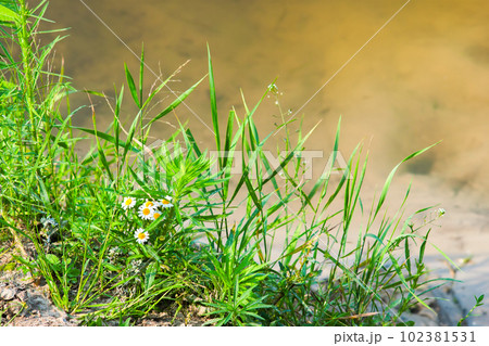 spring green grass on defocused river background. close up photography, shallow depth of field , copy space. spring green grass on defocused river background. close up photography, shallow depth of field , copy space. 102381531