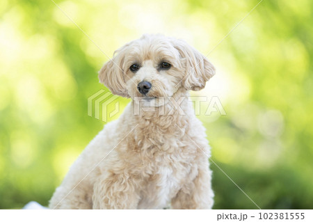 緑バックで微笑むマルプーのくーちゃん 緑バックで微笑むマルプーのくーちゃん 102381555