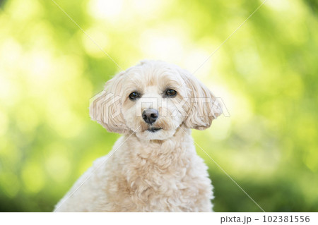 緑バックで微笑むマルプーのくーちゃん 緑バックで微笑むマルプーのくーちゃん 102381556