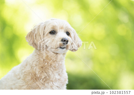 緑バックで微笑むマルプーのくーちゃん 緑バックで微笑むマルプーのくーちゃん 102381557