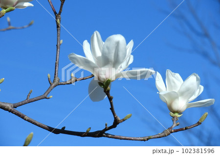 しっとりと美しい花姿 102381596