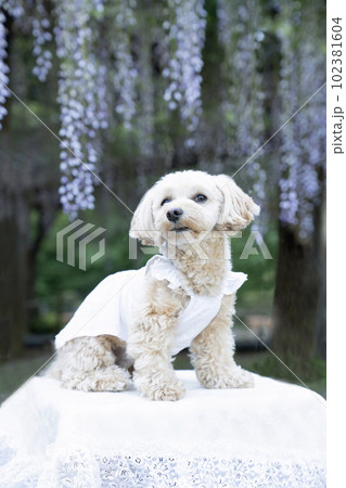 藤棚とマルプーのみーちゃん 藤棚とマルプーのみーちゃん 102381604