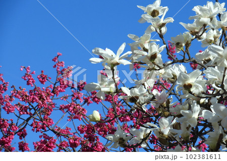 しっとりと美しい花姿 しっとりと美しい花姿 102381611