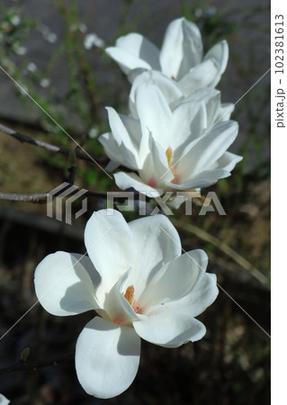 しっとりと美しい花姿 102381613