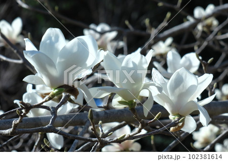 しっとりと美しい花姿 しっとりと美しい花姿 102381614