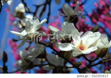 しっとりと美しい花姿 しっとりと美しい花姿 102381617