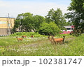 街の中のエゾシカ 102381747