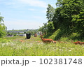 運炭列車とエゾシカ 102381748