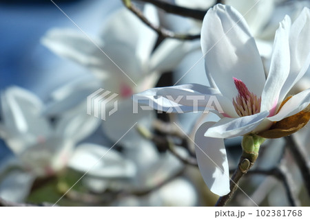 しっとりと美しい花姿 しっとりと美しい花姿 102381768