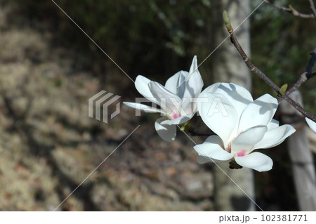 しっとりと美しい花姿 102381771