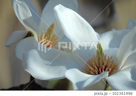 しっとりと美しい花姿 102381996