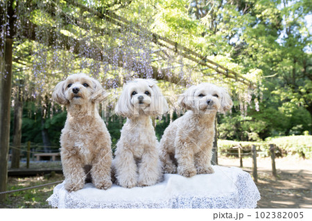 藤棚と微笑む3匹の犬 藤棚と微笑む3匹の犬 102382005