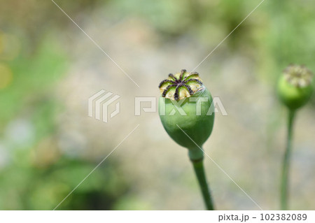 自生アツミゲシの果実 102382089