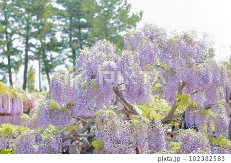 色鮮やかな藤棚の花が咲き誇る風景（天王川公園の藤　愛知県 津島市） 102382583