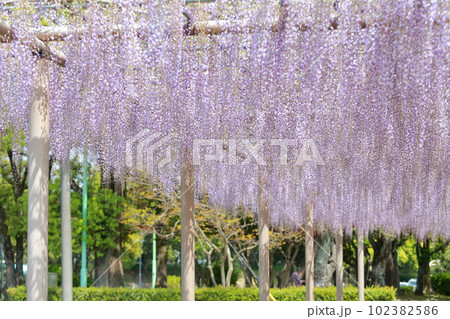 藤棚の花が織り成す花景色(天王川公園の藤 愛知県 津島市) 藤棚の花が織り成す花景色(天王川公園の藤 愛知県 津島市) 102382586