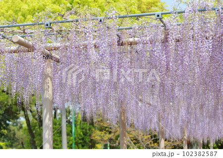 藤棚の花が織り成す花景色（天王川公園の藤　愛知県 津島市） 102382587