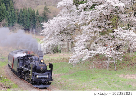 満開の桜のカーブを行くヘッドマークなしの特別なSLばんえつ物語号C57180蒸気機関車　磐越西線 102382825
