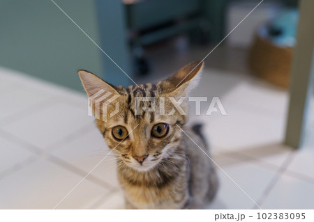 Little brown tabby kitten cute animals in house. Little brown tabby kitten cute animals in house. 102383095