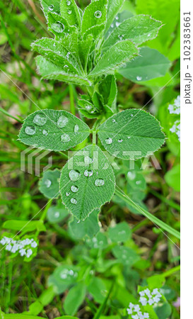 Flower and plant seedlings for the garden or home. Seedlings in pots. 102383661