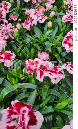 Flower and plant seedlings for the garden or home. Seedlings in pots. 102383688
