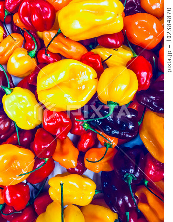 A wonderful combination of tangy taste and crunchy texture, sweet bell peppers are the Christmas ornaments of the vegetable world with their beautifully shaped glossy exterior that comes in a wide arr 102384870