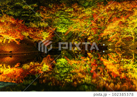 【高松市】栗林公園　秋のライトアップ【紅葉】 102385378