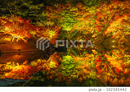 【高松市】栗林公園 秋のライトアップ【紅葉】 【高松市】栗林公園 秋のライトアップ【紅葉】 102385442