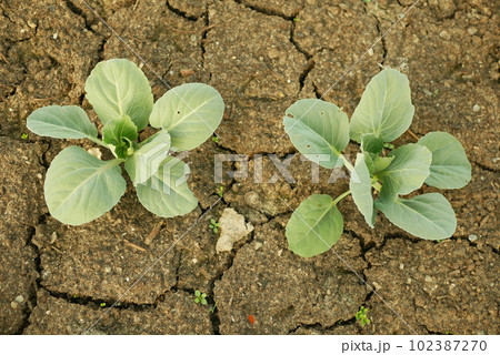 Drought dry field land cabbage leaf green cole crop white vegetable, drying up the soil cracked, climate change, farmi farming, environmental disaster and earth cracks, death for plants Europe 102387270