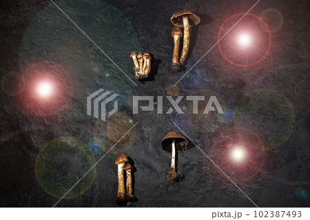 Mushrooms are different on a black textured background with lens flare 102387493