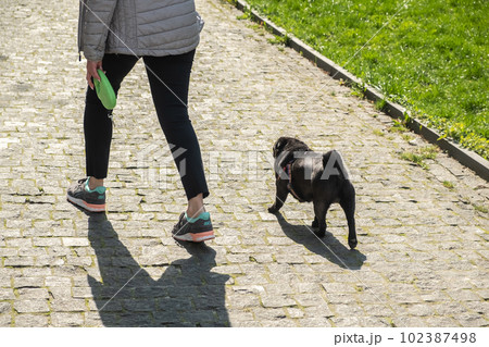 faceless woman walking with her dog pug in city park. faceless woman walking with her dog pug in city park. 102387498