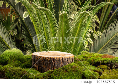 Natural style. Wooden cut, round podium with green moss on the Natural style. Wooden cut, round podium with green moss on the 102387515