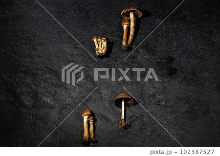 Mushrooms are different on a black textured background. copyspace 102387527