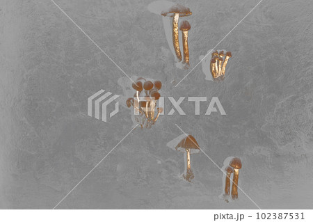 Brown wild forest mushrooms on a textured gray background. Forest Brown wild forest mushrooms on a textured gray background. Forest 102387531