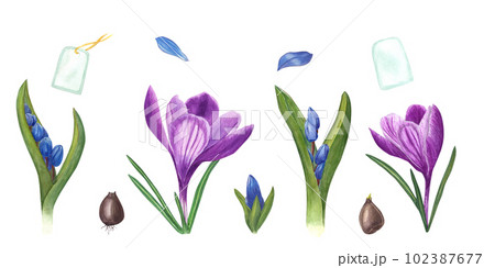 Watercolor set of crocuses, scillas, bulbs and tags isolated on white background. Botanical illustration for cards, book design, greetings, stickers, patterns, banners, templates, flower shops Watercolor set of crocuses, scillas, bulbs and tags isolated on white background. Botanical illustration for cards, book design, greetings, stickers, patterns, banners, templates, flower shops 102387677