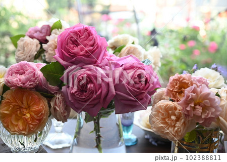 美しい色合いの薔薇がのバラが窓辺に飾られているところ 美しい色合いの薔薇がのバラが窓辺に飾られているところ 102388811