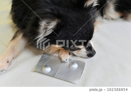 チワワとフィラリア、ノミ、ダニのオールインワン駆除薬 102388854