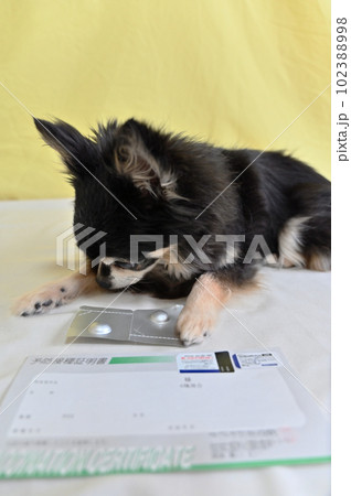 チワワとワクチン接種証明書(抗体検査結果証明書)フィラリア、ノミ、ダニのオールインワン駆除薬 チワワとワクチン接種証明書(抗体検査結果証明書)フィラリア、ノミ、ダニのオールインワン駆除薬 102388998