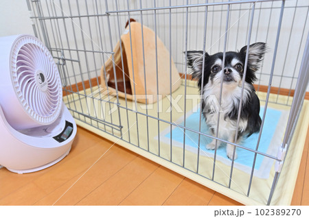 サーキュレーターで涼むチワワ 102389270