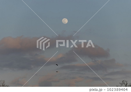 夕暮れの満月と鳥 102389404